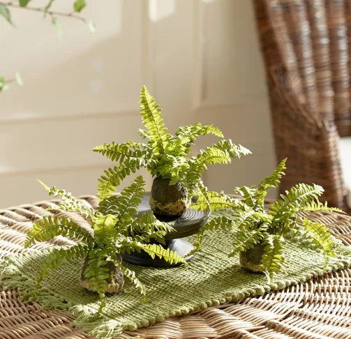 Boston Fern Drop In