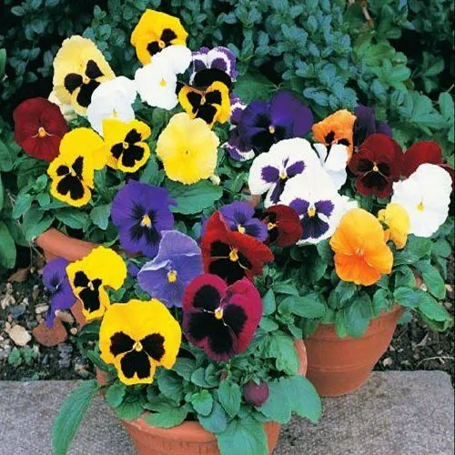 Pansy